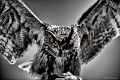 rapaces2019 (11)